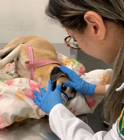 Benefícios da Ozonioterapia Veterinária