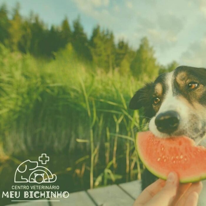 Entenda quais são os 10 alimentos proibidos para cães e gatos!
