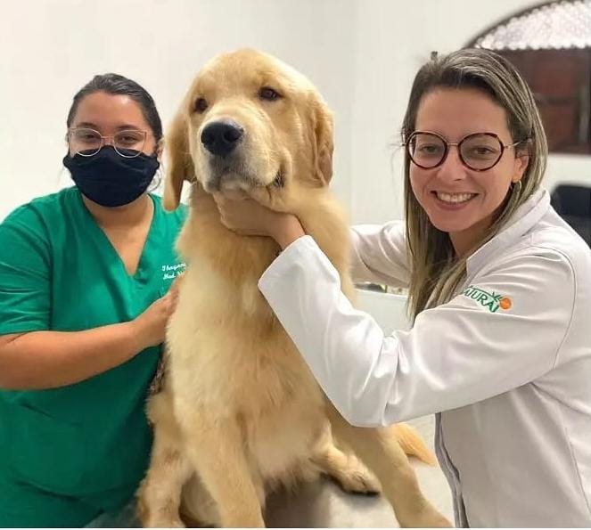 Conheça mais sobre a dermatologia veterinária!