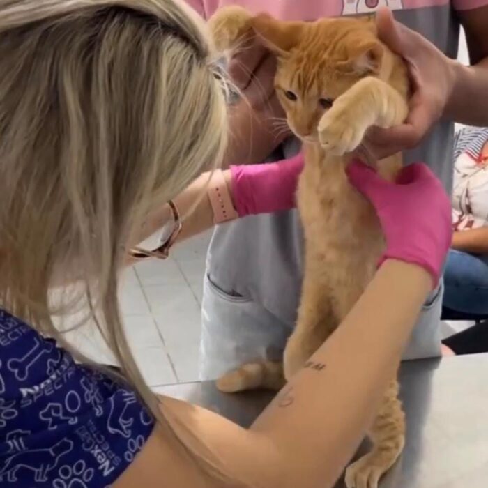 Entenda os principais benefícios da fisioterapia veterinária!