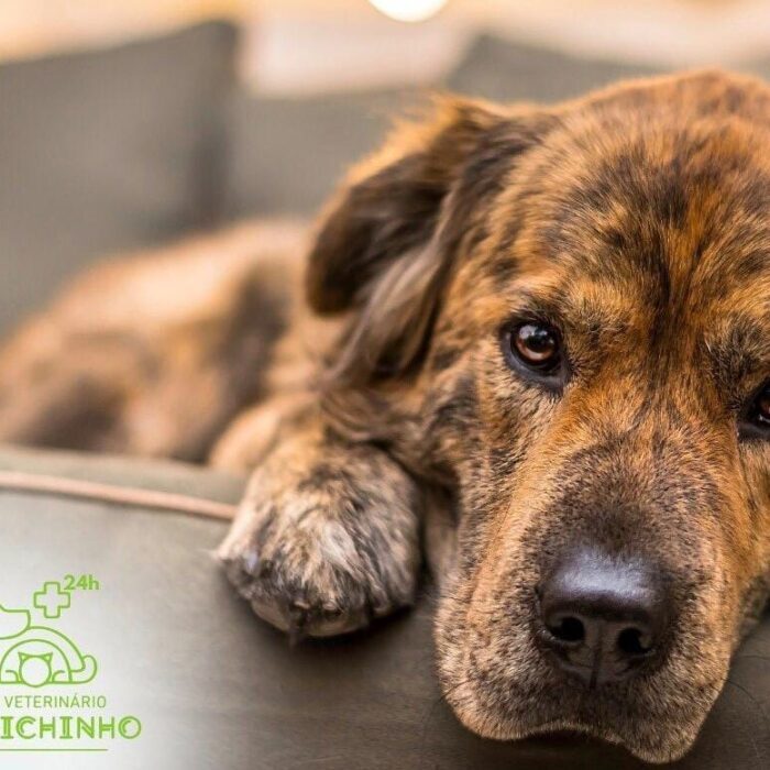 Conheça mais sobre os benefícios da acupuntura veterinária!