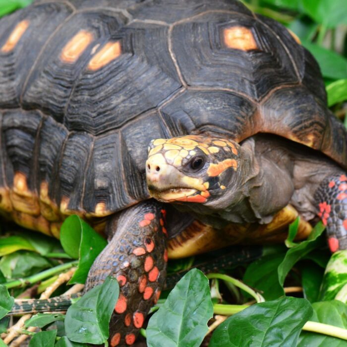 Entenda mais sobre a importância de um veterinário silvestre!