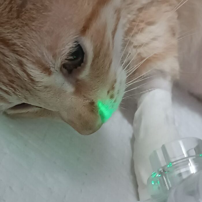Problemas renais em gatos