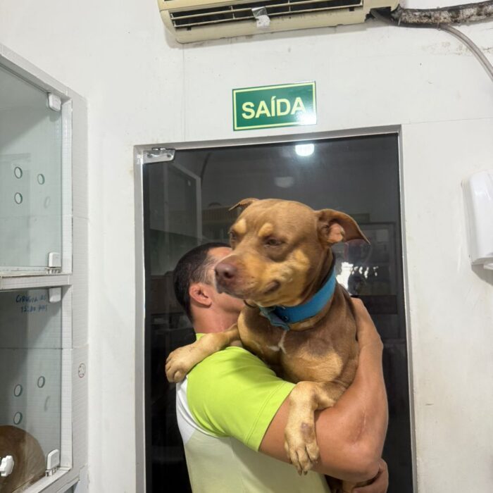 Como identificar e tratar a cinomose em cães